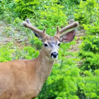 Mule deer