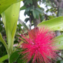 Red Powder Puff Flower