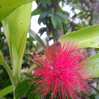 Red Powder Puff Flower