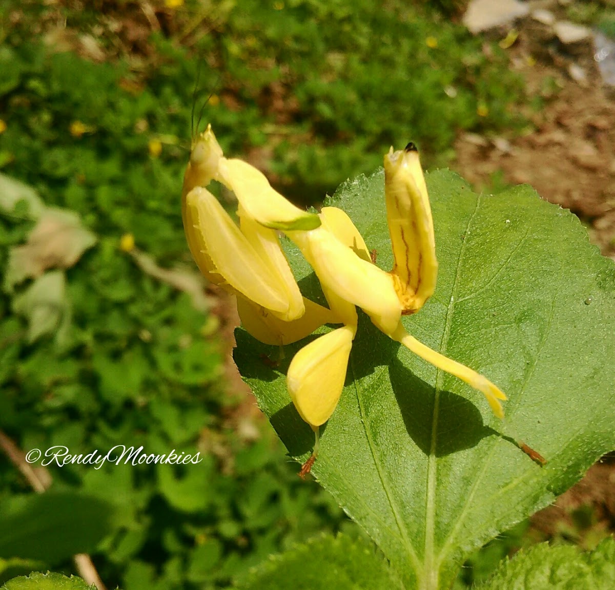 Orchid Mantis Yellow morph