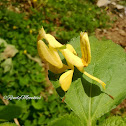 Orchid Mantis Yellow morph