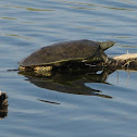 Spiny Softshell Turtle