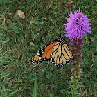 Monarch Butterfly