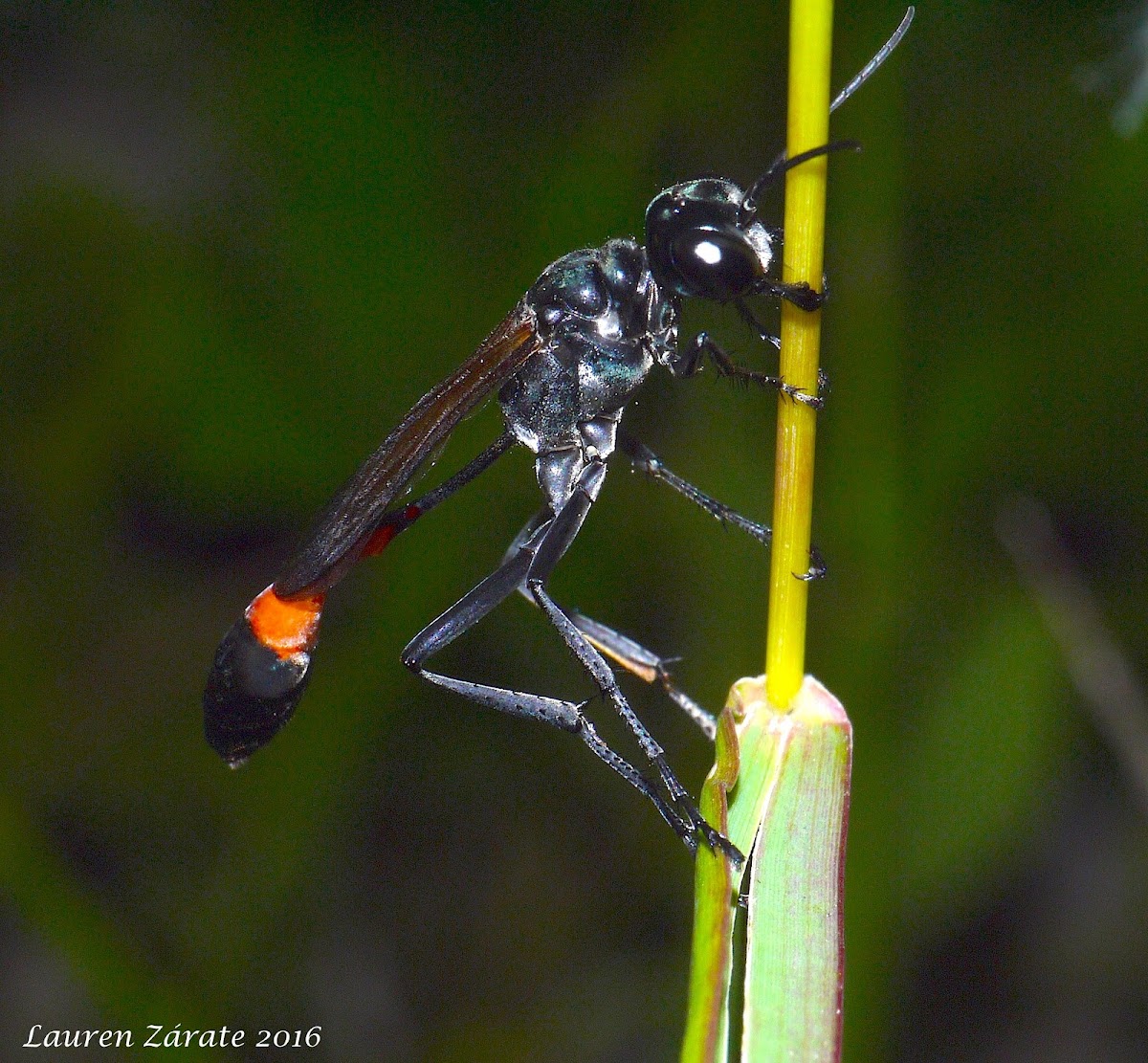 Thread-waisted Sand Wasp