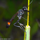 Thread-waisted Sand Wasp