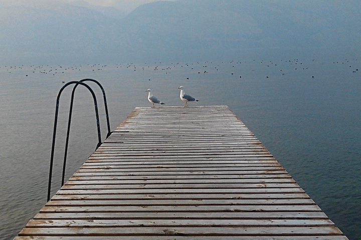 Gabbiani sul pontile. di zik_nik