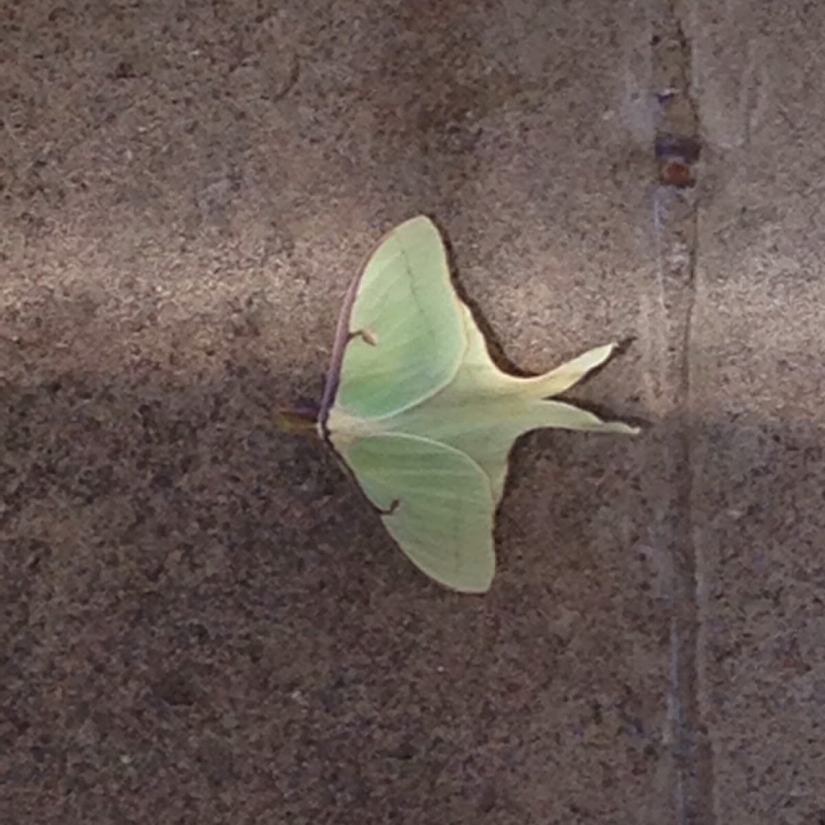 Luna moth