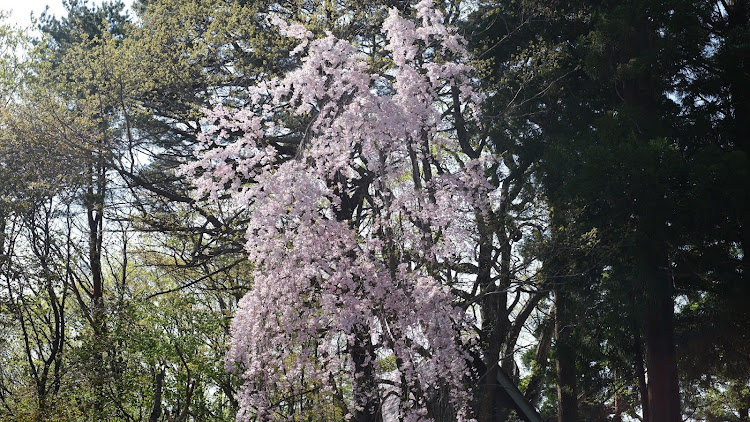 ポロの桜と愛車・桜が散る前に・雪の壁・雪の壁凄かったに関するカスタム事例の投稿画像5枚目