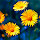 Yellow Flowers Wallpapers NewTab Theme