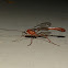 Slender Brown Ichneumon wasp