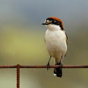 Woodchat Shrike