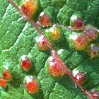 Gall Midge