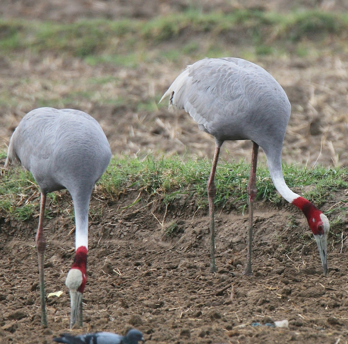 Sarus Crane