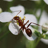 American Carpenter Ant