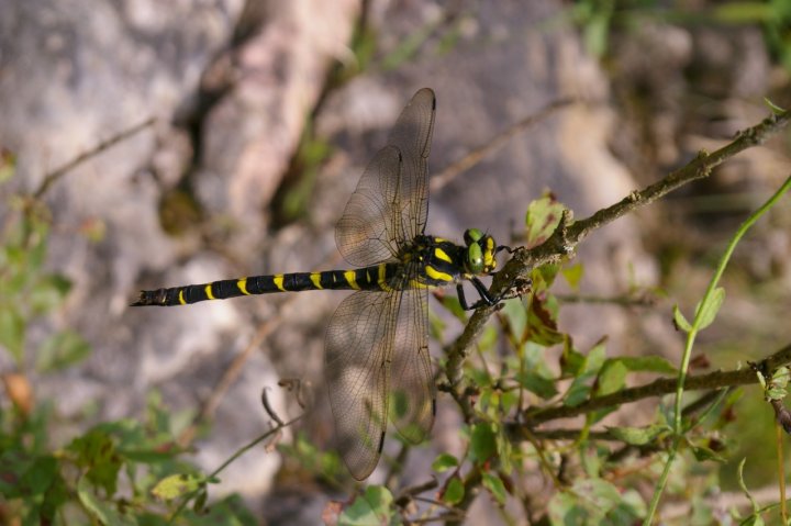 Libellula tigrata di sergiogattiinwind