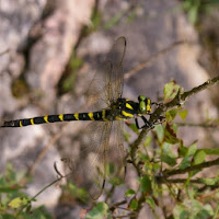 Libellula tigrata di 