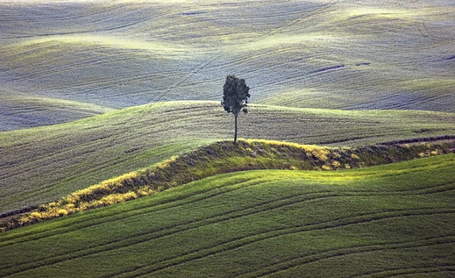 Poggio fiorito di vagero