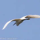 Little Egret; Garceta Común