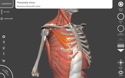 Muscle | Skeleton - 3D Atlas of Anatomy  screenshots 11