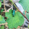 Emerald Ash Borer