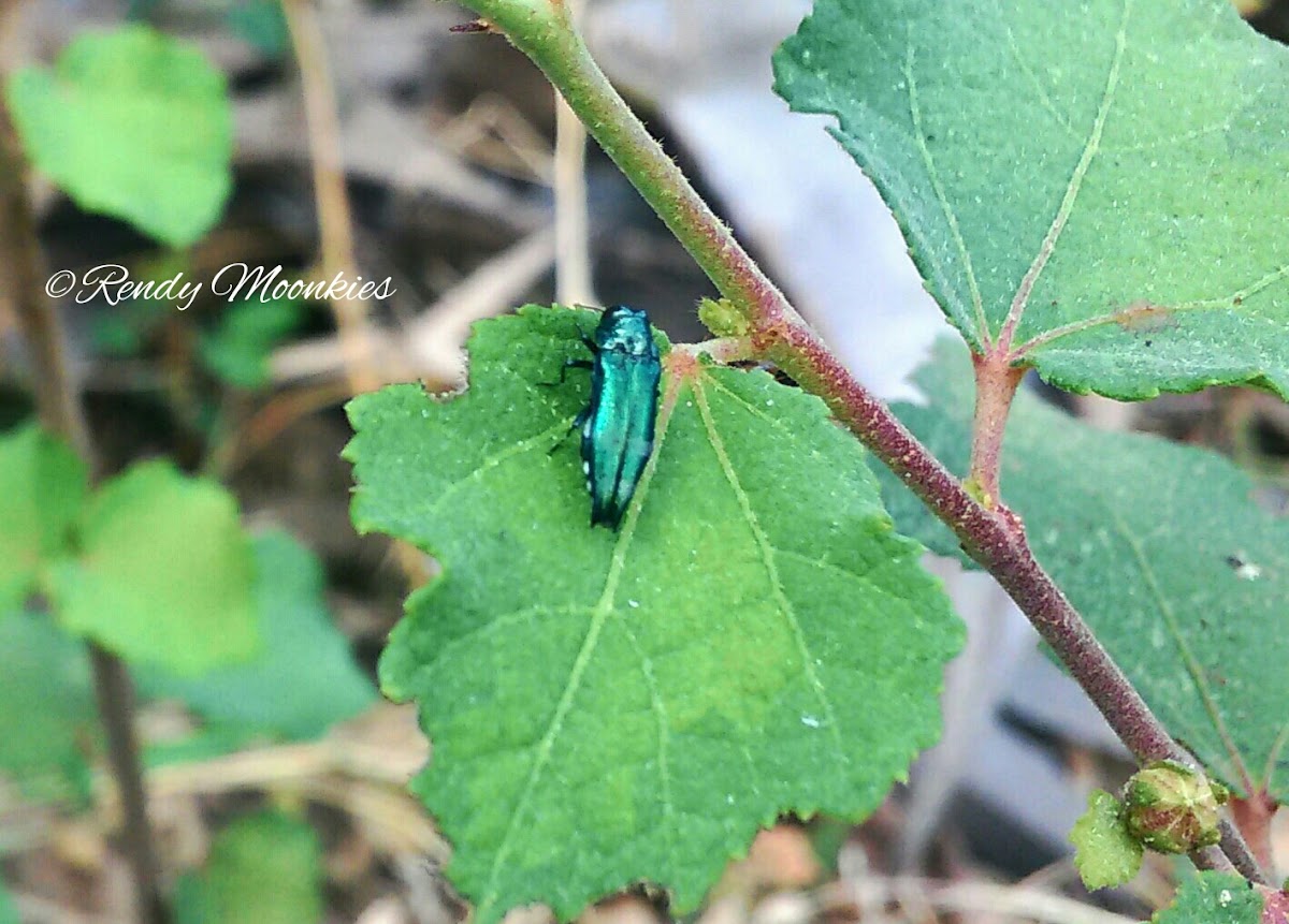 Emerald Ash Borer