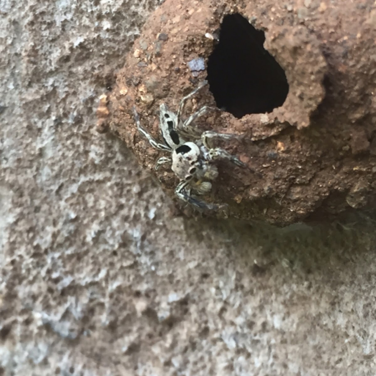 Jumping Spider