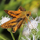 Dark Palm Dart