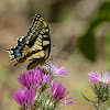 Swallowtail