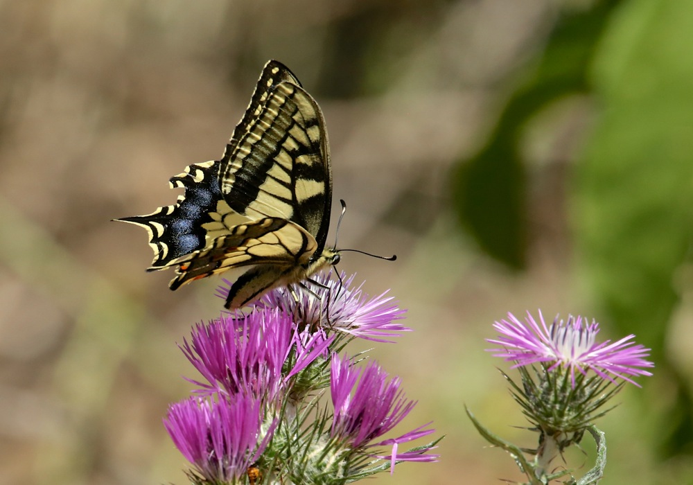 Swallowtail