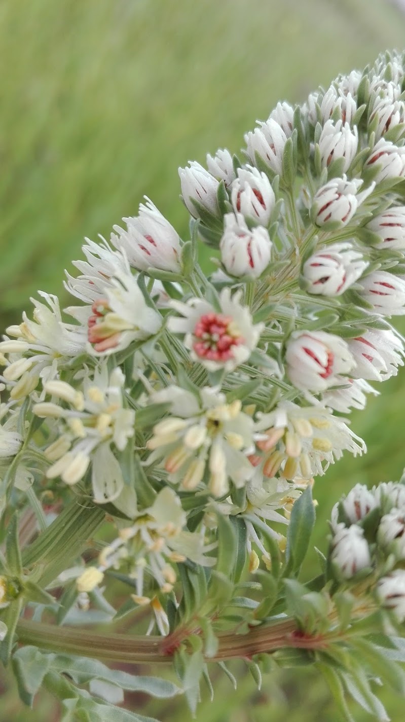 wild flowers  di Amabella96