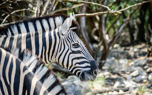 Zebra