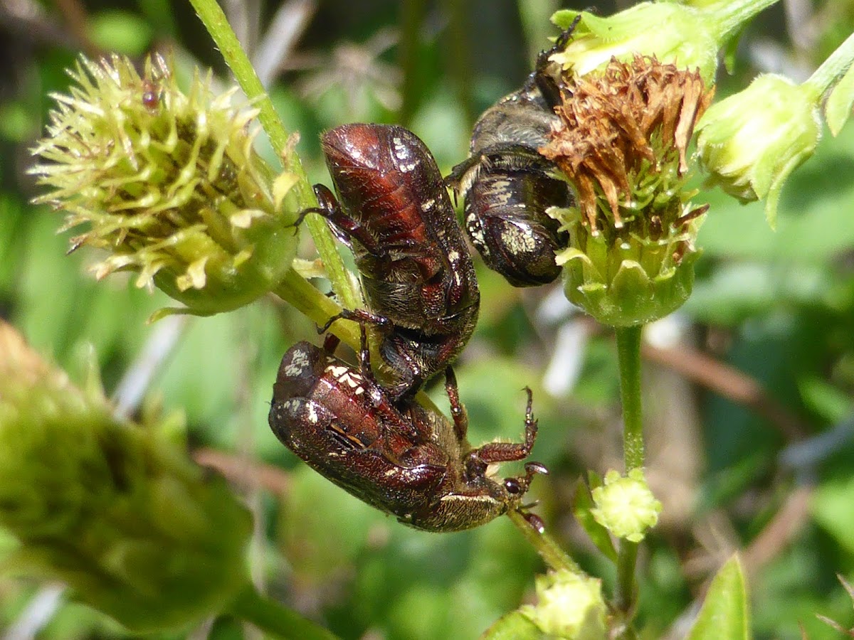 Dark Flower Scarab