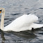 Mute Swan