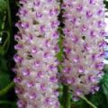 Foxtail Orchid