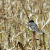 Eastern Kingbird