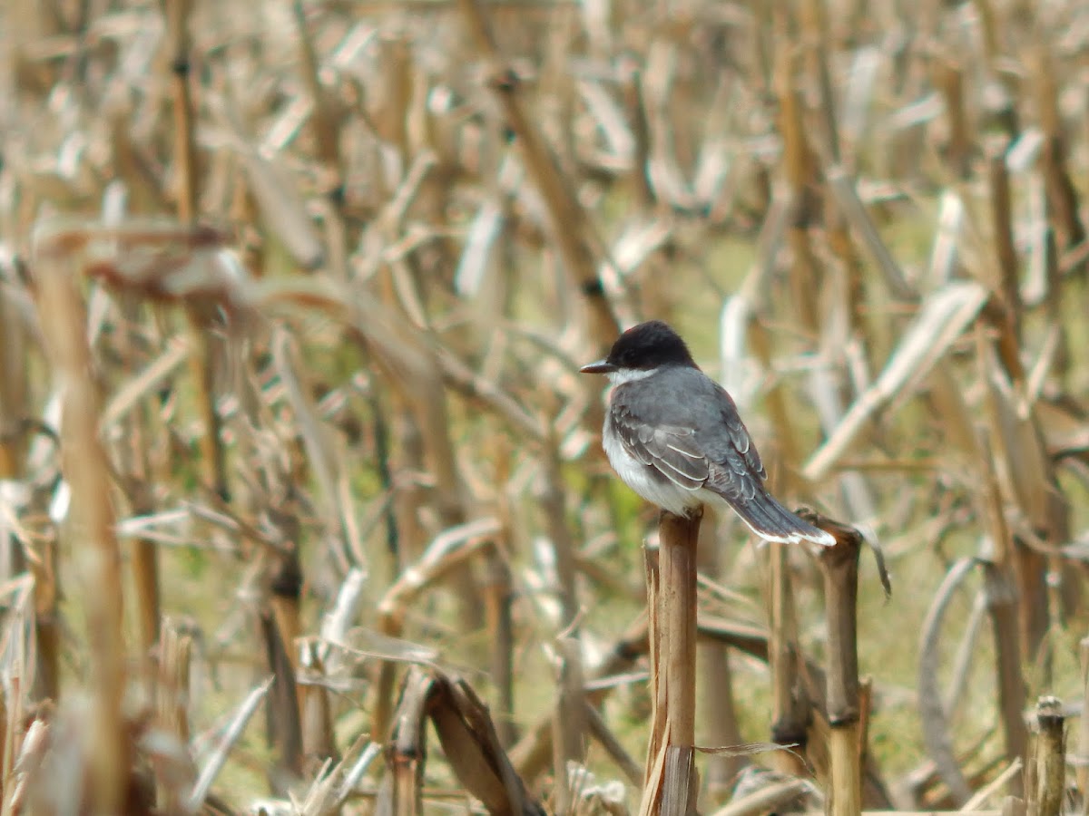 Eastern Kingbird