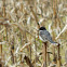 Eastern Kingbird