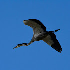 Black-headed Heron