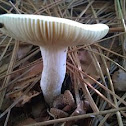 unknown toadstool