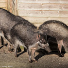 Visayan Warty Pig