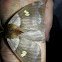 Stinging Lichen Moth