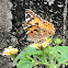 Painted Lady