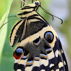 Citrus Swallow Tail