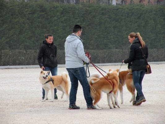 I padroni e i loro cani... di peperino