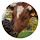 Cow pop animal HD new tab page theme