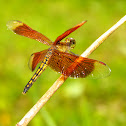 Russet Percher