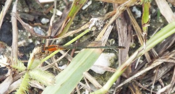 Rambur's Forktail female