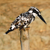 Pied kingfisher