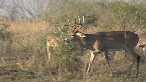 Late Season South Texas Gun Hunting thumbnail