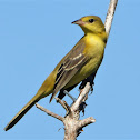 Orchard oriole (female)